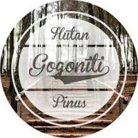 pinus pinus